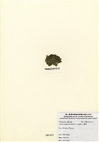 藏品(法囊藻)的圖片